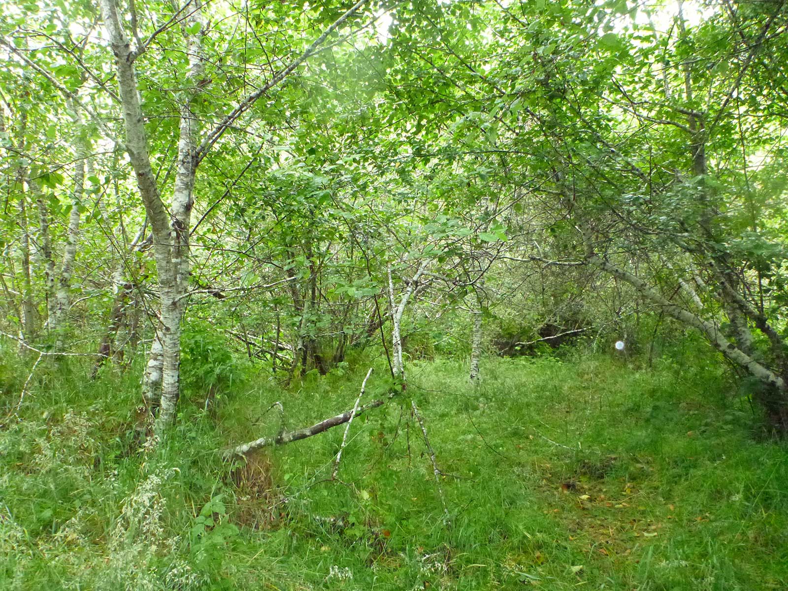 Mature alder grove just above blocked reach of the low-flow Usal, where, if historic anabranching swales were dug below water table, out-migrating salmonids might be able to wait in cool water for the onset of the winter floods to convey them out to sea. 