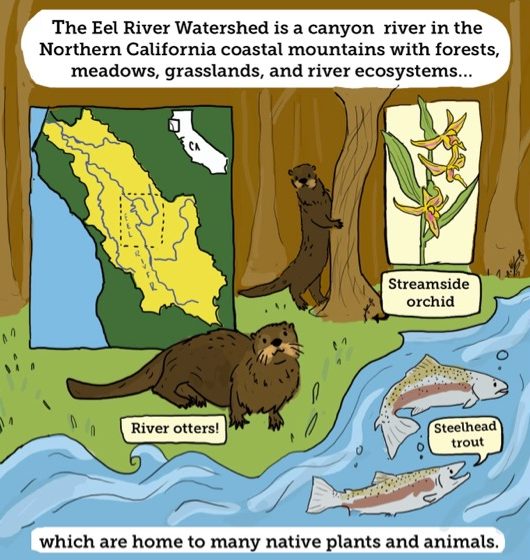 River otter