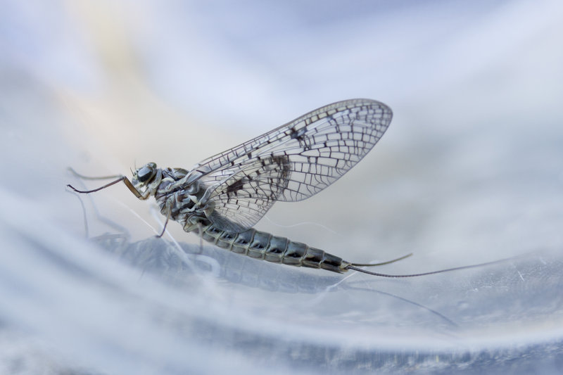 Siphlonurus