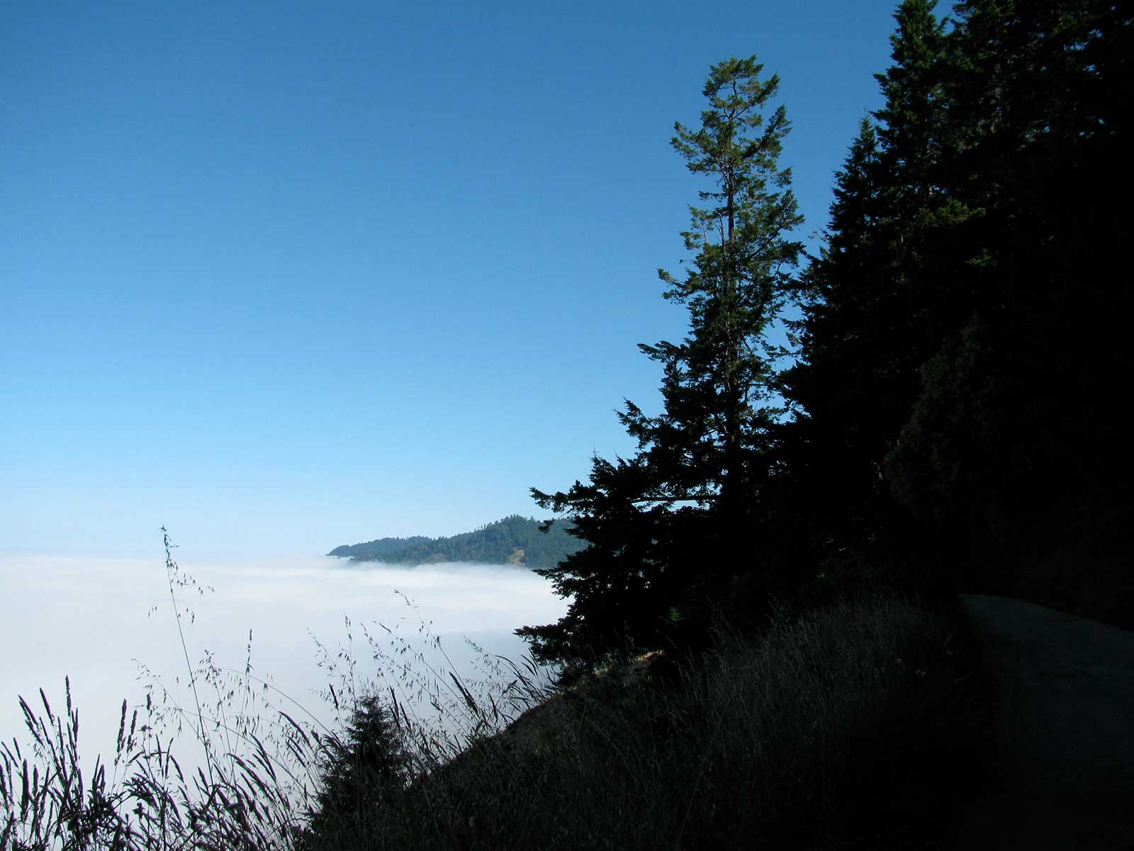 Fog makes RFFI lands promising for redwood forestry.