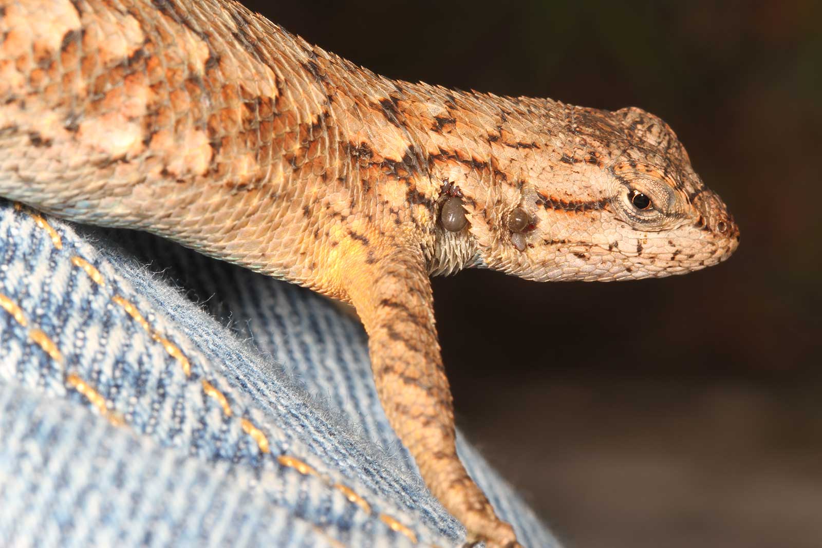 Lizard