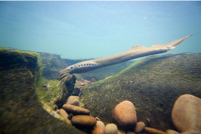 Steelhead