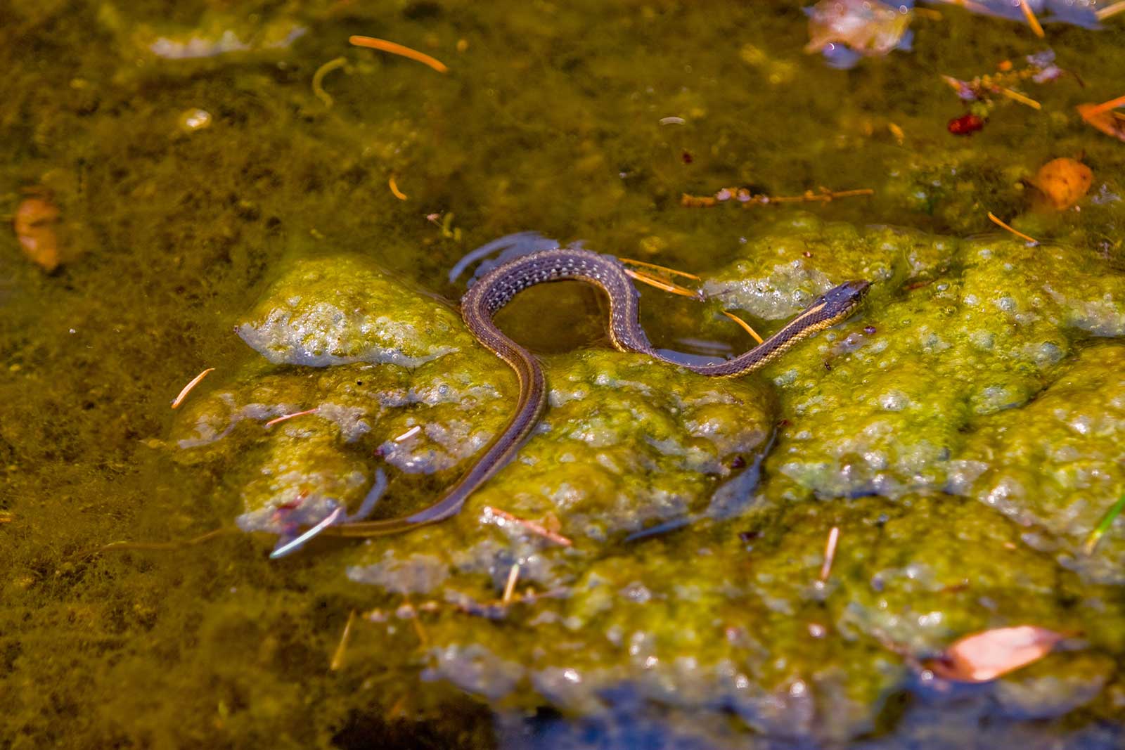Angelo EEl River