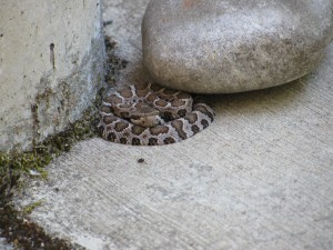 Rattle Snake